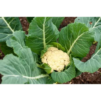 Cauliflower (2)-7002263-7860.webp